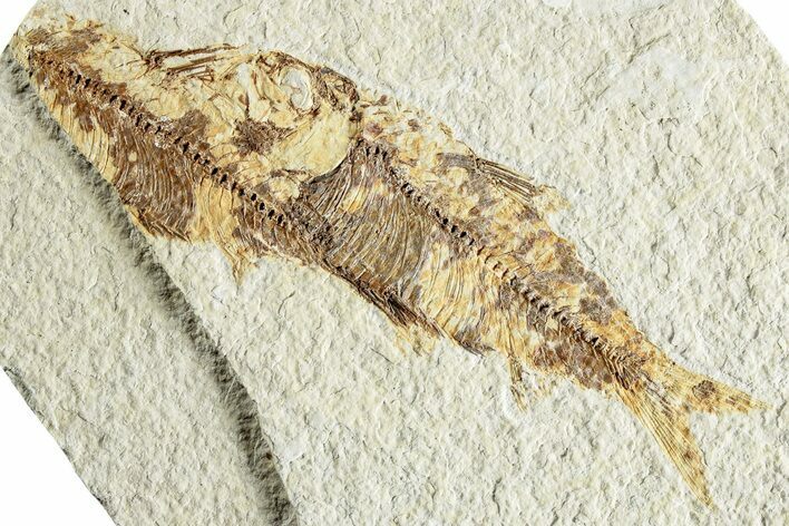 Fossil Fish (Knightia) - Green River Formation #224493